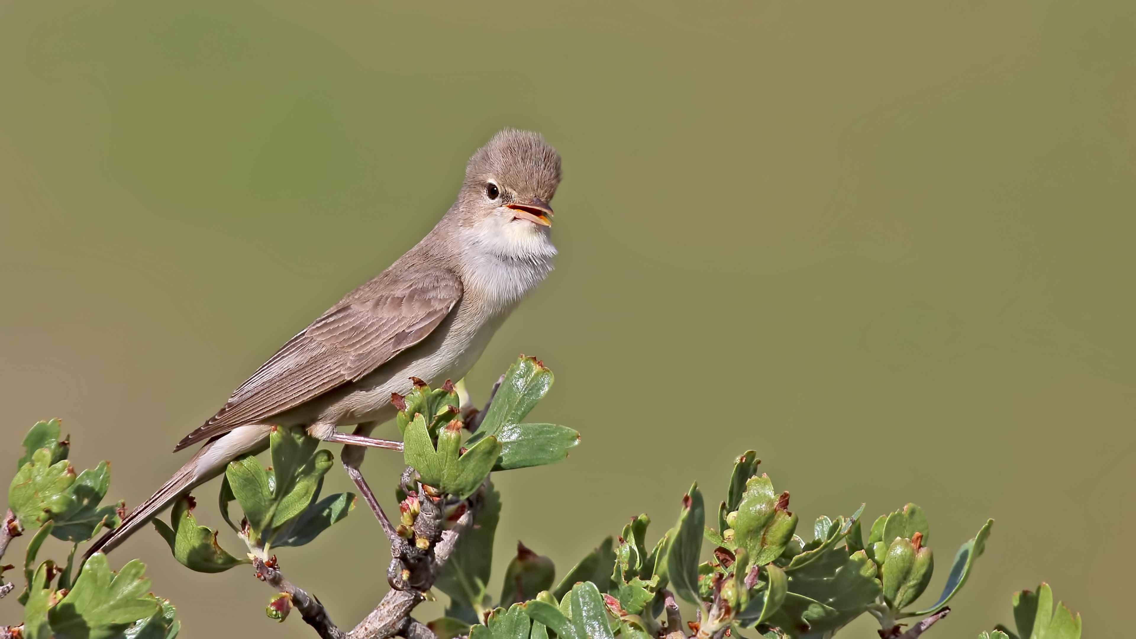 Upcher's Warbler